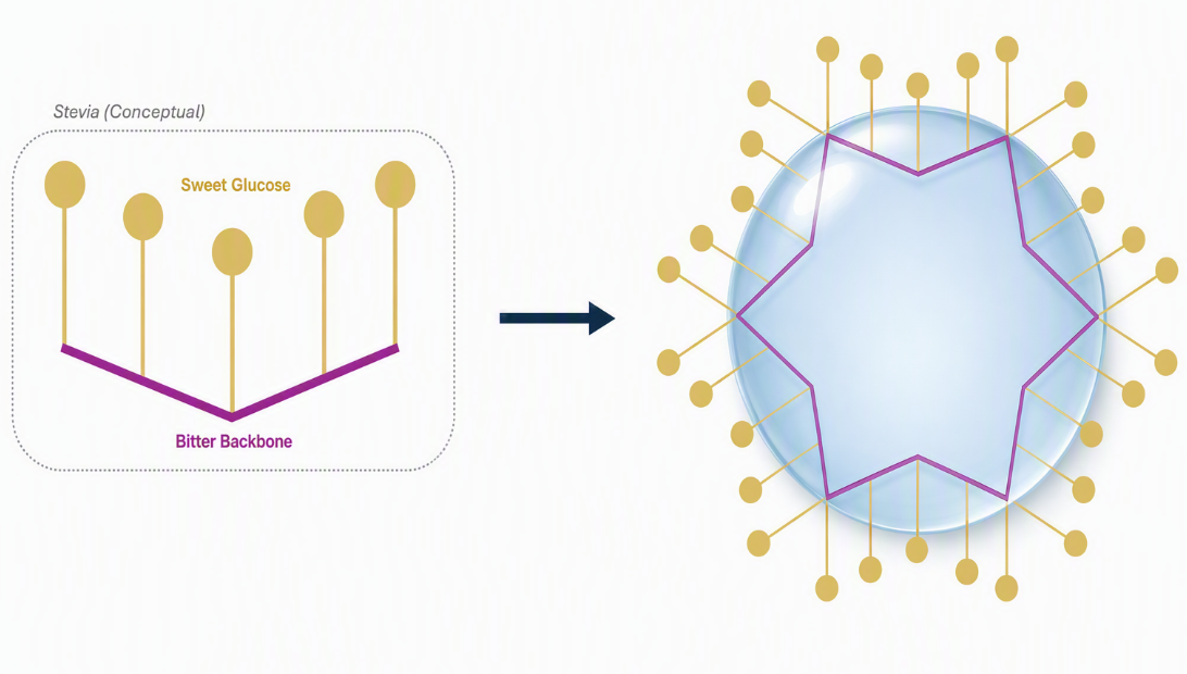 Conceptual diagram of the stevia molecule: sweet glucose units on a bitter backbone, and the emulsion particle with glucose units projecting outward